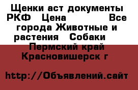 Щенки аст документы РКФ › Цена ­ 15 000 - Все города Животные и растения » Собаки   . Пермский край,Красновишерск г.